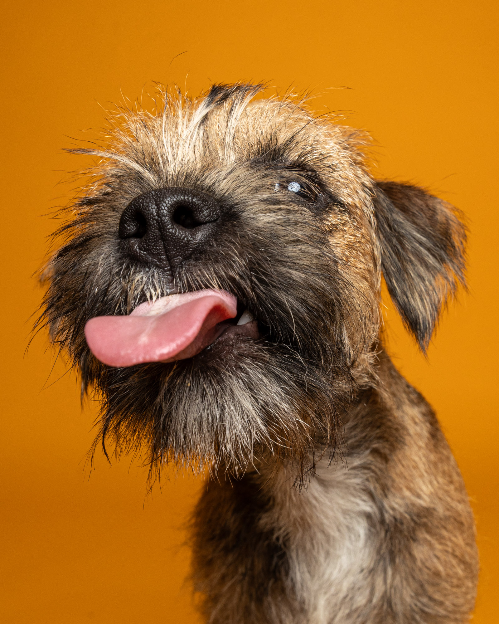 Border terrier tirant la langue, fond orange