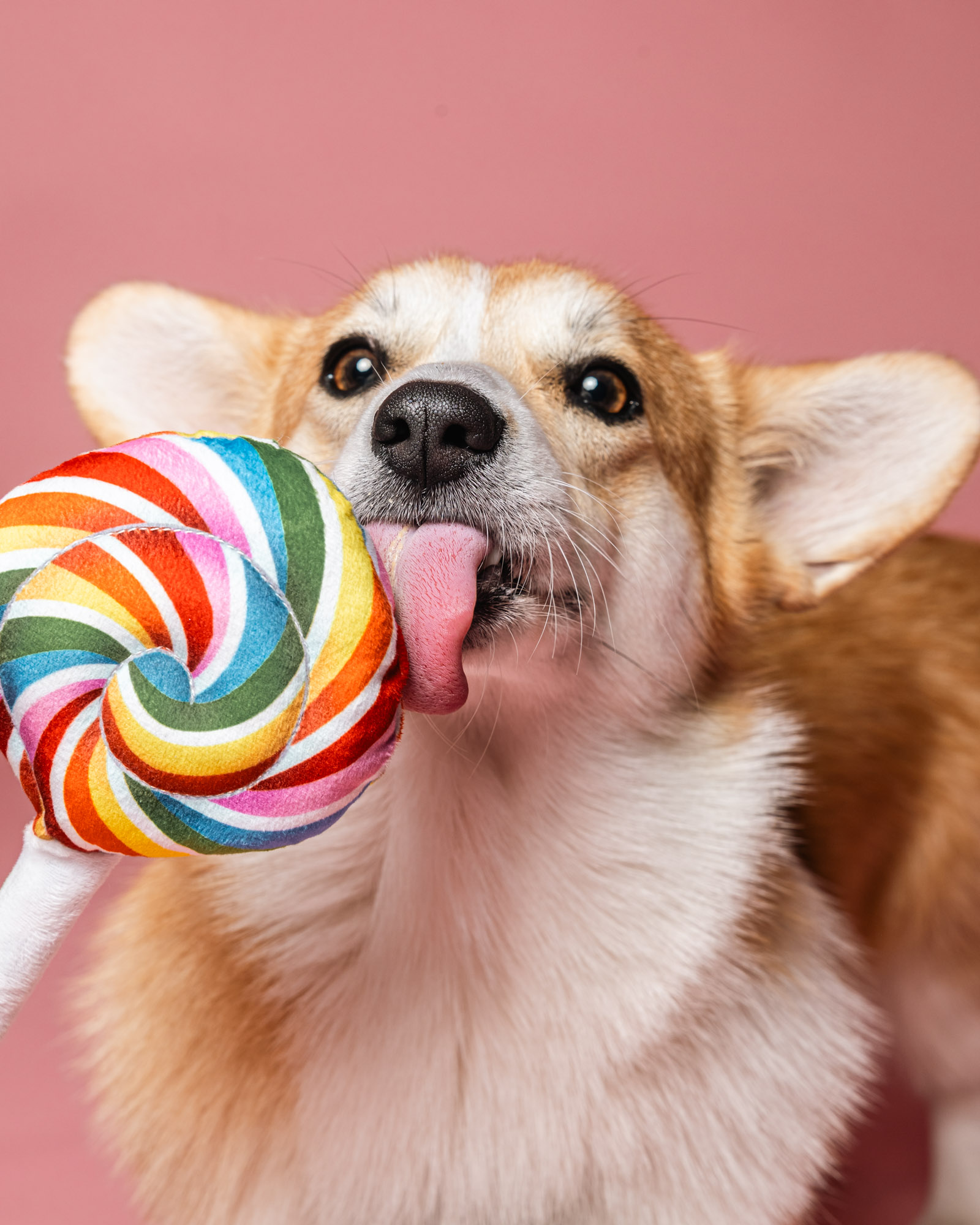 Corgi avec une sucette arc-en-ciel, portrait en studio